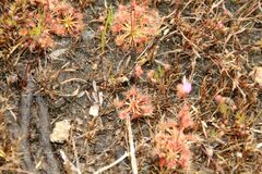 Drosera omissa