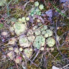 Sempervivum globiferum