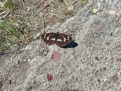 Neptis rivularis