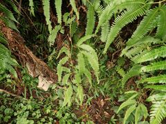 Gleichenella pectinata