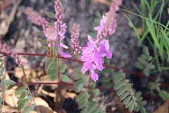 Indigofera pratensis