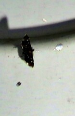Diathrausta