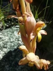 Disa comosa