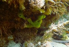Callyspongia