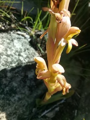 Disa comosa
