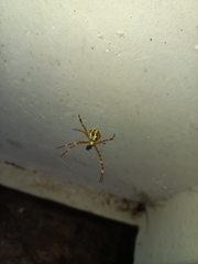 Argiope appensa