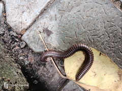 Cylindroiulus caeruleocinctus