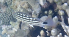 Lutjanus decussatus