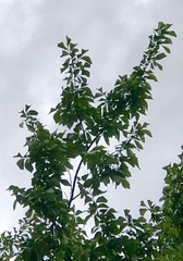 Ulmus americana