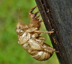 Cicadidae