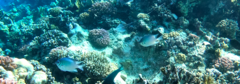 Amblyglyphidodon indicus