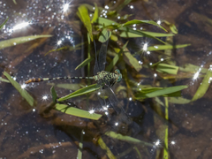 Lestinogomphus angustus