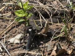 Paragomphus cognatus