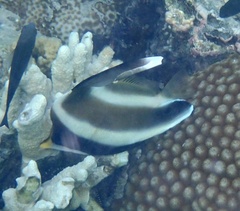 Heniochus chrysostomus