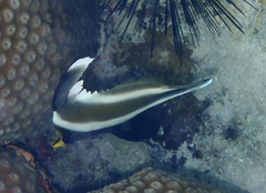 Heniochus chrysostomus