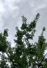 Ulmus americana