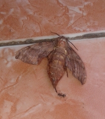 Eupanacra
