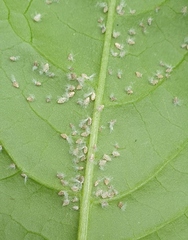 Scolypopa australis