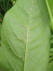 Scolypopa australis