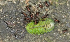Myrmicaria natalensis
