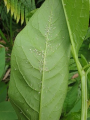 Scolypopa australis