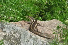 Trachylepis striata