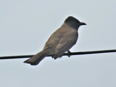 Pycnonotus barbatus layardi