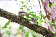 Chrysococcyx lucidus