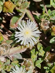Mesembryanthemum aitonis