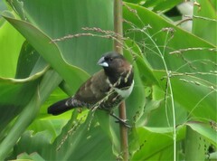 Spermestes cucullata scutata