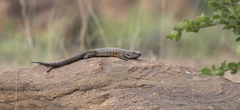 Matobosaurus validus