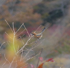 Lanius bucephalus