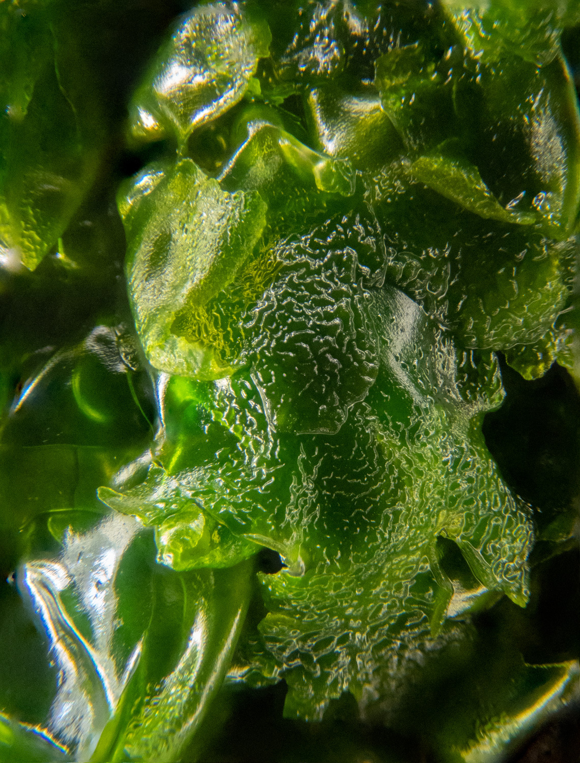Prasiola