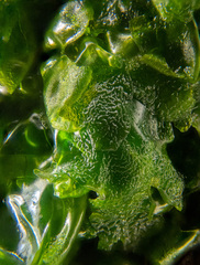 Prasiola meridionalis