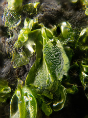 Prasiola meridionalis