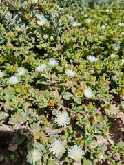 Mesembryanthemum aitonis