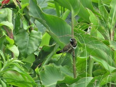 Spermestes cucullata scutata