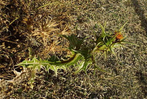 spotted golden thistle