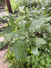 Solanum chenopodioides