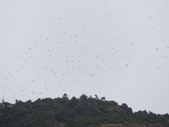 Fringilla montifringilla