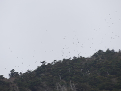 Fringilla montifringilla