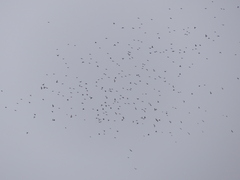 Fringilla montifringilla