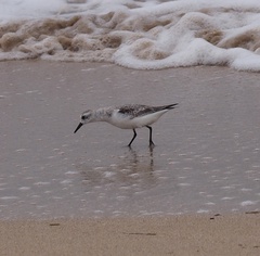 Calidris alba