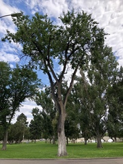 Ulmus americana