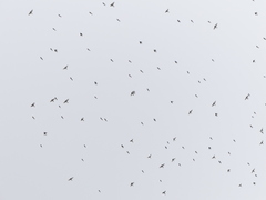 Fringilla montifringilla