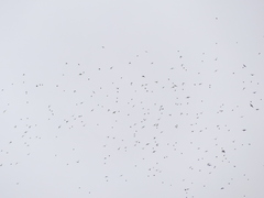 Fringilla montifringilla