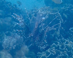 Pterois volitans