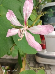 Bauhinia purpurea