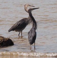 Ardea sumatrana