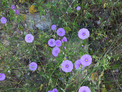 Ipomoea ternifolia leptotoma
